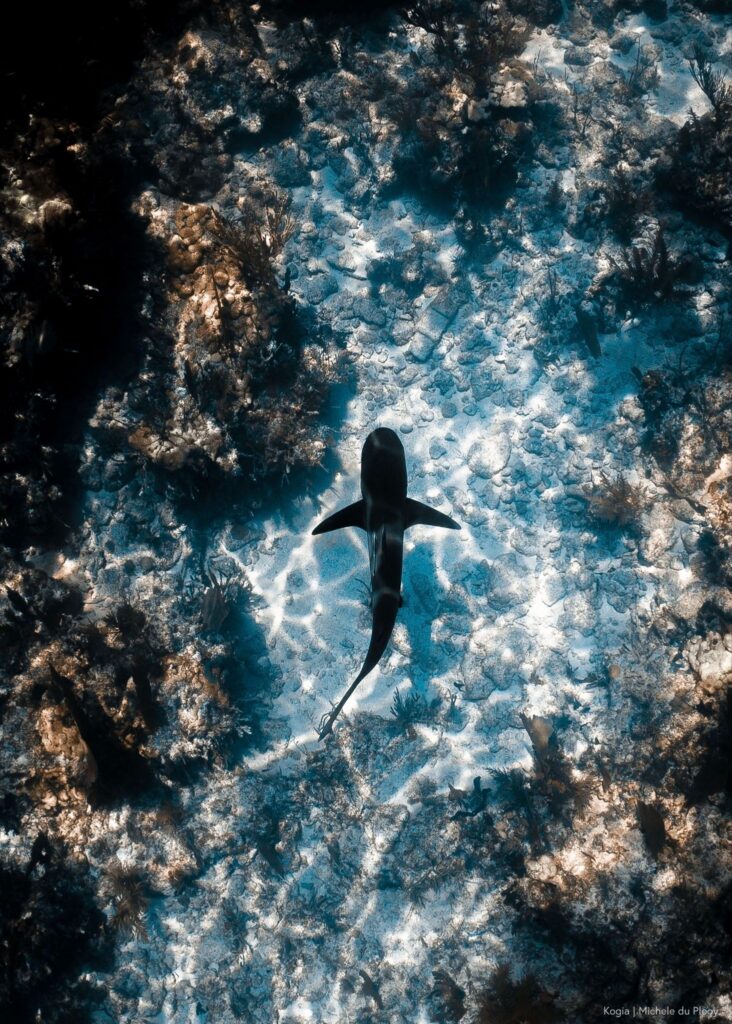 A solo shark swims above a coral reef, doused in reflective light from the ocean's surface