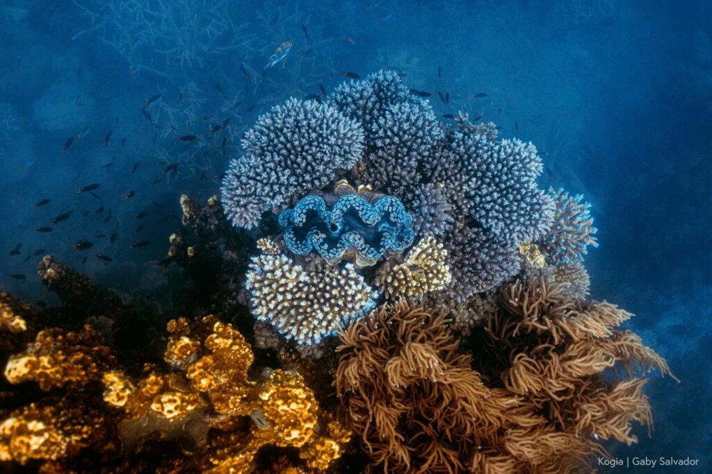Giant clam with a blue mouth, surrounded by hard and soft corals with a hazy backdrop of a deeper staghorn corals