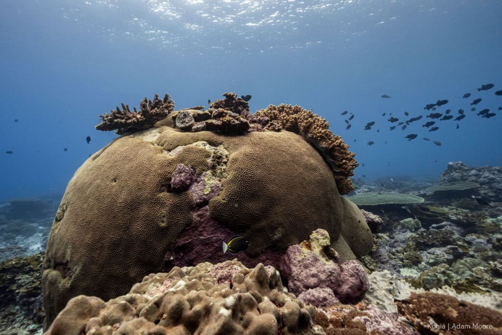 Large coral structure speckled with hard corals stands boldly with a school of reef fish off the far right, within rich blue ocean waters