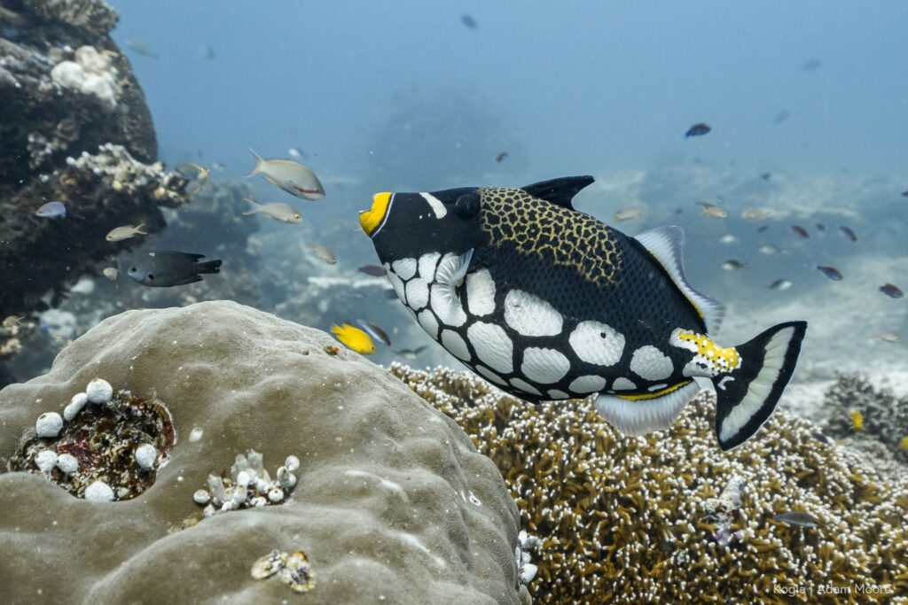 A clown triggerfish fills most of the frame with a backdrop of hard corals and other reef fish