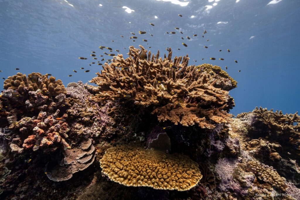 A teeming hard coral structure with diverse coral species is visited by small reef fish