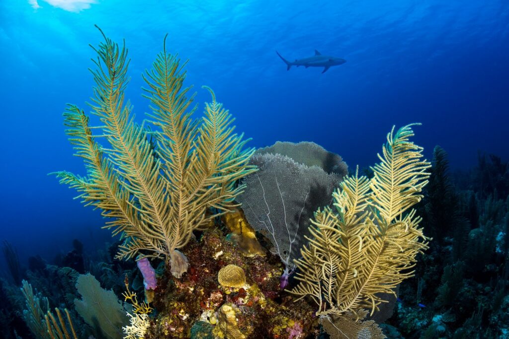 Soft corals against a dark blue backdrop with a large shark off in the distance