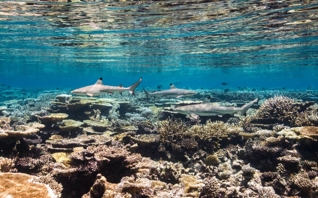3 black tipped reef sharks cruise over a sprawling array of hard corals and under a reflective surface